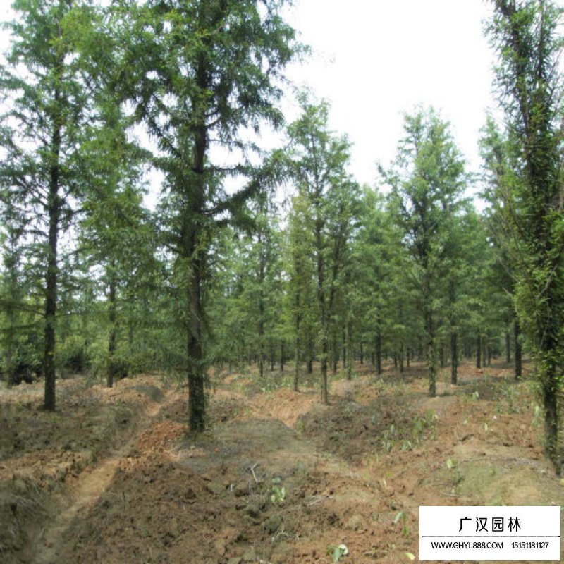 水杉的成長之旅，樹苗的價格與勵志之旅的交織。