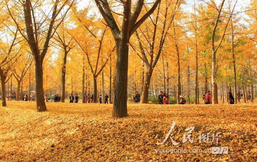邳州鐵富事件最新進(jìn)展及小巷深處的獨(dú)特風(fēng)味揭秘